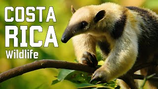 WILD COSTA RICA  Elusive creatures and unexplored jungles [upl. by Islehc]