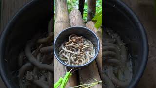 Fried Isaw Bicol vlog [upl. by Jennifer]