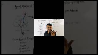 neet biology class12biology Typical Structure of FlowerAngiospermsNeetClass11Class12 [upl. by Gollin]