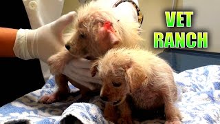 Emergency Rescue for Neglected Puppies [upl. by Meensat]