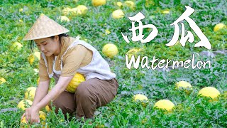 This summer can’t be without watermelon【滇西小哥】 [upl. by Nivk]