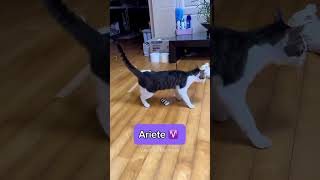 I segni zodiacali se fossero dei gatti 🐈 ♈️♉️♊️♋️♌️♍️♎️♏️♐️♑️♒️♓️ astrologia segnizodiacali [upl. by Gretta]