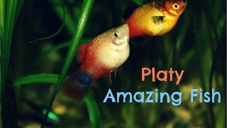 Platy Amazing Fish [upl. by Elfrida]