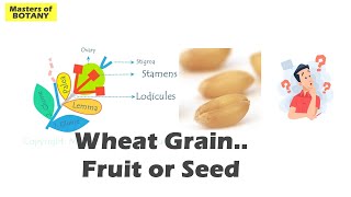 Wheat Grain Caryopsis  Seed or Fruit  Confusion in Achene Cypsella and Grain  Explained [upl. by Ayekin221]