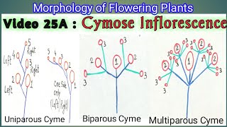 CYMOSE INFLORESCENCE amp ITS TYPES  Definite Inflorescence types  Types of Cymose Inflorescence [upl. by Nyral104]