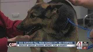 Dog survives fall from 40foot overpass [upl. by Assille]