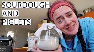 Preparing For Piglets and Starting Sourdough  Fermented Homestead [upl. by Eiram845]