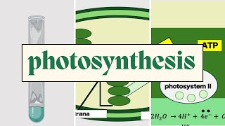 Photosynthesis  AQA A Level Biology including Required Practicals [upl. by Akirat]