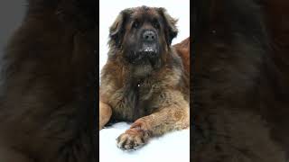 The Leonberger A Majestic Giant with a Heart of Gold GentleGiantLionDogLoyalCompanion puppy [upl. by Nettie665]