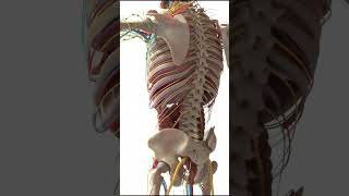 Human Circulatory Digestive Lymphatic and Respiratory system animations humananatomy [upl. by Veronica]