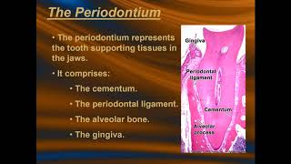 Cementum  Lecture 5 [upl. by Reggis785]