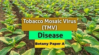 Tobacco Mosaic Virus TMV Disease  Botany Paper A  TMV  BotanyA GreenLearningwithHIRA [upl. by Talia]