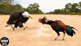 ¡El Gallo Le Muestra Al Águila Quién Es El Jefe Increíble Pelea De Gallos  Animales Salvajes [upl. by Tamis55]