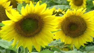 Soil Health Minute Cover Crops Into Sunflower [upl. by Beisel]