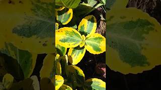 Euonymus Fortunei Emerald Gold nature world emerald gold youtubeshorts shorts flowers plants [upl. by Bourque]