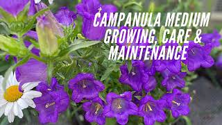 Campanula Bellflower l Seed Germination  Plant Care and maintenance l Canterbury Bells [upl. by Jacques]