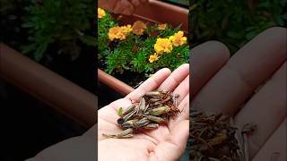 Marigold seeds collection marigold marigoldplant seeds balconygarden flowers viralvideo [upl. by Heaps]