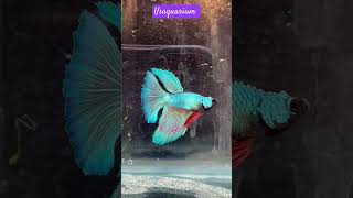 🌀💖Bettafish shorts ✨😻❤️trending video 💫🐟💥 bettafish breeding [upl. by Sucramraj]