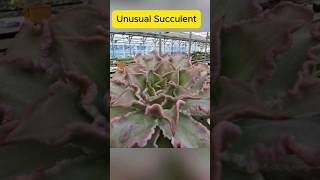 unusual Succulent  ksucculent ksucculents succulent koreansucculents [upl. by Nellir]