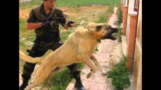 Shepherd Boz Dogs  Sivas KANGAL  Turkish Anatolian Shepherd Big Dogs [upl. by Aihsaei72]