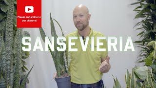 All you need to know about Sansevieria Snake Plant [upl. by Litton]