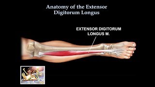 Anatomy Of The Extensor Digitorum Longus Muscle  Everything You Need To Know  Dr Nabil Ebraheim [upl. by Aennil]