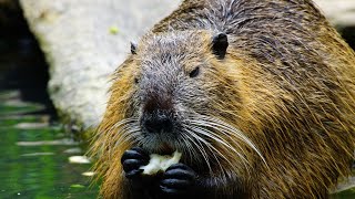 The Secret Life of Beavers AI Generated [upl. by Nahtaneoj]