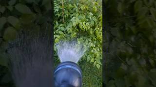 ASMR Watering Aruncus dioicus Whirlwind Plant Sounds shorts asmr video [upl. by Oguh95]