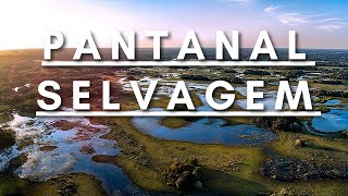 Pantanal Selvagem  Vida Animal  Documentário dublado HD [upl. by Gleeson656]