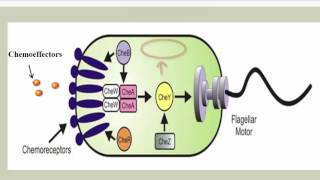 Chemotaxis Phototaxis and Aerotaxis [upl. by Mochun7]