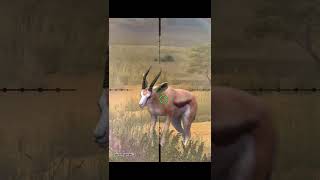 Springbok hunt  namibia  hunting clash  shorts [upl. by Quinton]