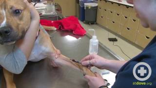 How to Do a Canine Cephalic Vein Blood Collection [upl. by Floeter183]