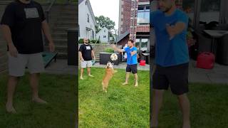 Soccer Ball Juggling Record SMASHED by THIS Bulldog [upl. by Nitnilc]