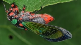 CIGARRA COLORIDA cantando  Carineta diardi  Cicada singing [upl. by Alyworth]