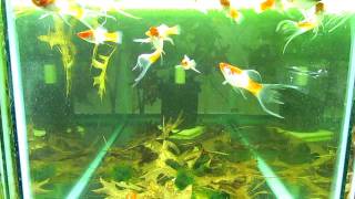 Albino Koi Lyretail Swordtails [upl. by Uball]