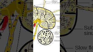 Lymph Nodes [upl. by Enailil]