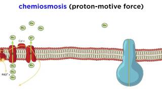 Cellular Respiration Part 3 The Electron Transport Chain and Oxidative Phosphorylation [upl. by Naicul]