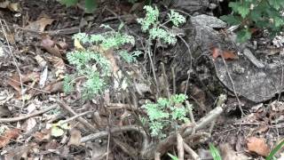 How to Prune Artemisia quotPowis Castlequot  Wormwood [upl. by Aihtekal]