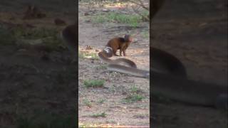 Mongoose Vs Black mamba wildwildlife wildlife snake snakevideo [upl. by Ahseket]