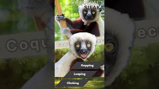 Coquerels Sifaka Ranking wildlife animals monkey facts [upl. by Erikson]