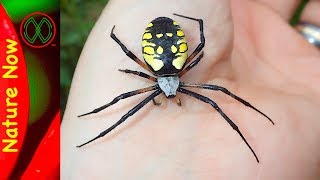 How Dangerous is a Black And Yellow Spider [upl. by Artemed680]