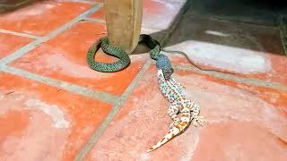 Predatory snake  Closeup of a snake swallowing a giant gecko [upl. by Bray]