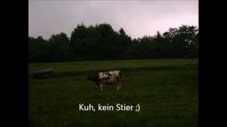 So wie ein wilder Stier Lied [upl. by Arleen]