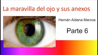 Histología del ojo Anexos oculares Parte 6 [upl. by Egnalos]