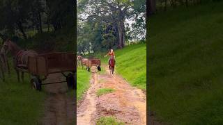 Buscando a vaca da vaca  escolha o nome da filha da Pouso Alegre vlog sitio roça agro fazenda [upl. by Laurianne]