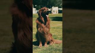 🐾 Curiosidades de los Golden Retriever ¡Más que una cara tierna 🐾 [upl. by Julie]