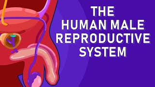 The Journey of Sperm How the Male Reproductive System Works [upl. by Hplar441]