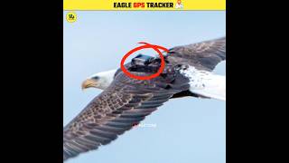 Eagle GPS Tracker 🦅 shorts [upl. by Einhapets561]