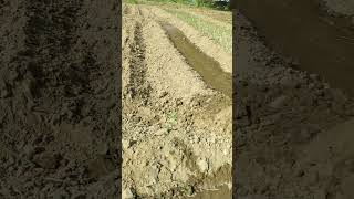 Potato crop1st Irrigation Furrow methodsafewatersafenaturesafeenvironmentagriculturefarming [upl. by Ahsauqram67]