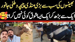 Chichawatni Maweshi Mandi Today  Buffalo Fresh Rates Update  Buffalo Mandi 2024 [upl. by Weiner614]